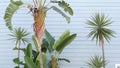 Strelitzia bird of paradise flower, California dreaming USA. Summertime aesthetic of Santa Monica and Venice Beach on