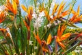 Strelitzia or Bird of Paradise Flower. Funchal, Madeira, Portugal Royalty Free Stock Photo