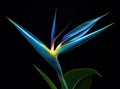 Strelitzia - Bird of paradise flower isolated on black background Royalty Free Stock Photo