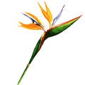 Strelitzia, bird of paradise flower isolated, Royalty Free Stock Photo