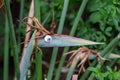 Strelitzia bird of paradise Royalty Free Stock Photo