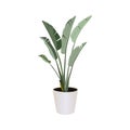 Strelitzia Bird of Paradise, potted plant  isolated on the white background, tropical plants, modern houseplants, vector Royalty Free Stock Photo