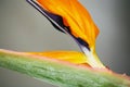 Strelitzia or Bird of paradise tropical flower Royalty Free Stock Photo