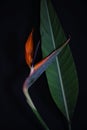 Strelitzia or Bird of paradise tropical flower Royalty Free Stock Photo