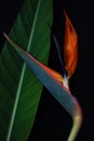 Strelitzia or Bird of paradise tropical flower Royalty Free Stock Photo