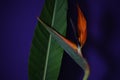 Strelitzia or Bird of paradise tropical flower Royalty Free Stock Photo