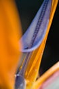 Strelitzia Detail