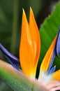 Strelitzia flower