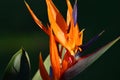 Strelitzia