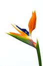 Strelitzia flower isolated Royalty Free Stock Photo