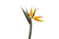 Strelitzia flower isolated on a white background Royalty Free Stock Photo