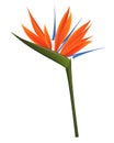 Strelitzia Flower Isolated on White Background. Vector Illustration EPS10 Royalty Free Stock Photo