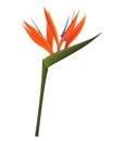 Strelitzia Flower Isolated on White Background. Vector Illustration EPS10 Royalty Free Stock Photo