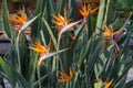 Strelitzia flower, a large bush. Strelitzia Flower