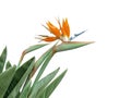 Strelitzia or bird of paradise flower and leaves isolated in the corner on white background. Transparent png additional format Royalty Free Stock Photo