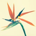 Strelitzia flower on pastel color background