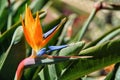 Strelitzia flower (Strelitzia reginae). The crane flower. Funchal, Madeira, Portugal, Europe. Royalty Free Stock Photo