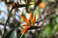 Strelitzia flower