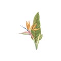 Strelitzia Reginae tropical flower watercolor design Royalty Free Stock Photo