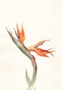 Strelitzia flower watercolor painting Royalty Free Stock Photo