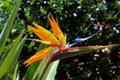 Strelitzia crane flower or bird of paradise Royalty Free Stock Photo