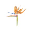 Highly detailed realistic orange Strelitzia Reginae flower watercolor illustration Royalty Free Stock Photo