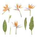 Strelitzia flowers and leaves watercolor illustration set Royalty Free Stock Photo