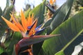 The brightly coloured flower of the Bird of Paradise Royalty Free Stock Photo