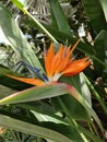 bird of paradise Strelitzia flower with long leaves Royalty Free Stock Photo