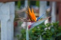 Strelitzia is a genus of five species of perennial plants, native to South Africa. Bird of paradise.