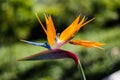 Strelitzia is a genus of five species of perennial plants, native to South Africa. Bird of paradise.