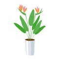 Strelitzia - a large domestic plant in a flower pot. Green leaves and bright orange with pink flowers. Home growing - an