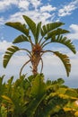 Strelitzia Nicolai against a Perfect Summer Sky