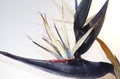 Strelitzia nicolai or Bird of Paradise