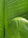 Strelitzia nicolai. Strelitzia leaf. Green leaf of a houseplant. Vegetable green background