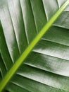 Strelitzia nicolai. Strelitzia leaf. Green leaf of a houseplant. Vegetable green background