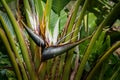 Strelitzia nicolai White Bird of Paradise flower in bloom in spring Royalty Free Stock Photo