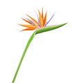 Strelitzia orange tropical flower isolated on white background. Exotic tropical flower of Strelitzia or bird of paradise Royalty Free Stock Photo