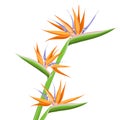 Strelitzia orange tropical flower isolated on white background. Exotic tropical flower of Strelitzia or bird of paradise