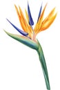 Strelitzia, plant of bird-of-paradis, tropical flower of paradise, white background, watercolor botanical painting Royalty Free Stock Photo