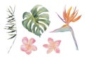 Strelitzia, plumeria, monstera, palm leaf. Tropical exotic plants set. Watercolor colorful flowers. Object isolated on Royalty Free Stock Photo