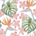 Strelitzia, plumeria, monstera. Tropical exotic bright seamless pattern. Watercolor hand made colorful print. On white Royalty Free Stock Photo