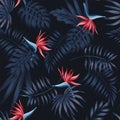 Strelitzia red dark pattern palm leaves Royalty Free Stock Photo