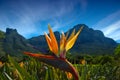 Strelitzia reginae Royalty Free Stock Photo