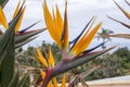 Strelitzia reginae amazing orange blue green blooming flowers Royalty Free Stock Photo