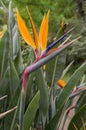 Strelitzia reginae amazing orange blue green blooming flowers Royalty Free Stock Photo