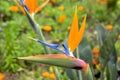 Strelitzia reginae amazing orange blue green blooming flowers Royalty Free Stock Photo