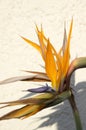 Strelitzia reginae amazing orange blue green blooming flowers Royalty Free Stock Photo