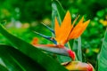 Strelitzia Reginae. Beautiful Bird of Paradise flower on the background of green leaves in soft focus. Tropical flower Royalty Free Stock Photo