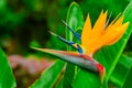 Strelitzia Reginae. Beautiful Bird of Paradise flower on the background of green leaves in soft focus. Tropical flower Royalty Free Stock Photo